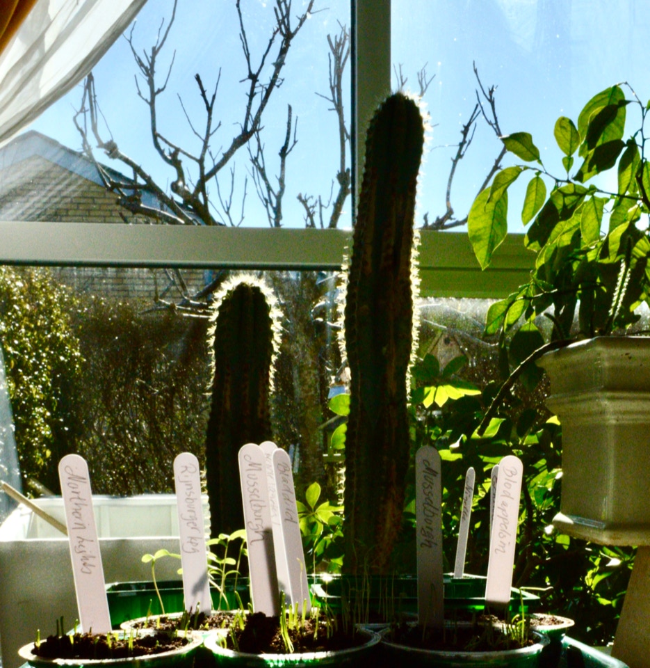 Saabakker cactus sowing trays