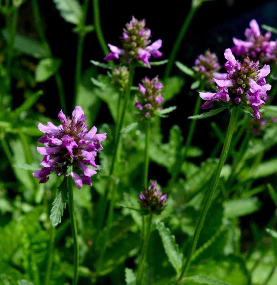 betony betonie medicinal herb