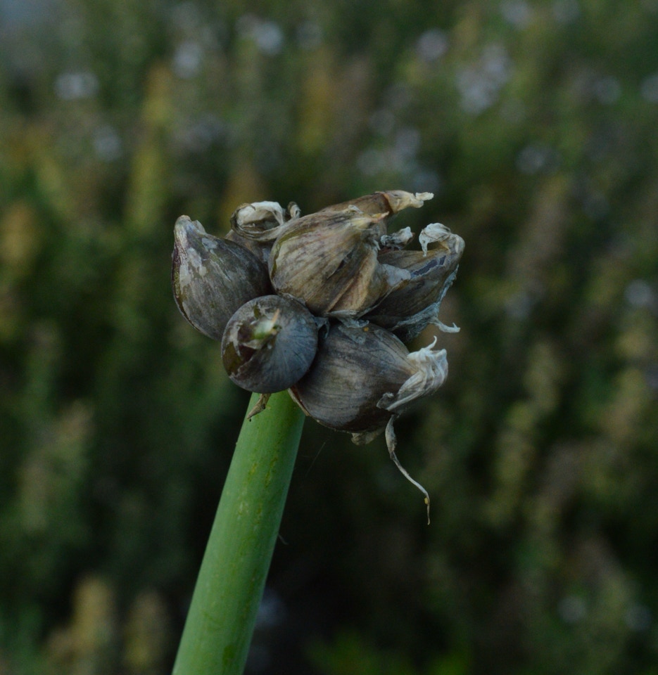 etageløg egyptian walking onions