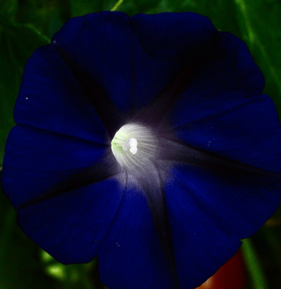 Pragtsnerle, Ipomoea purpura 