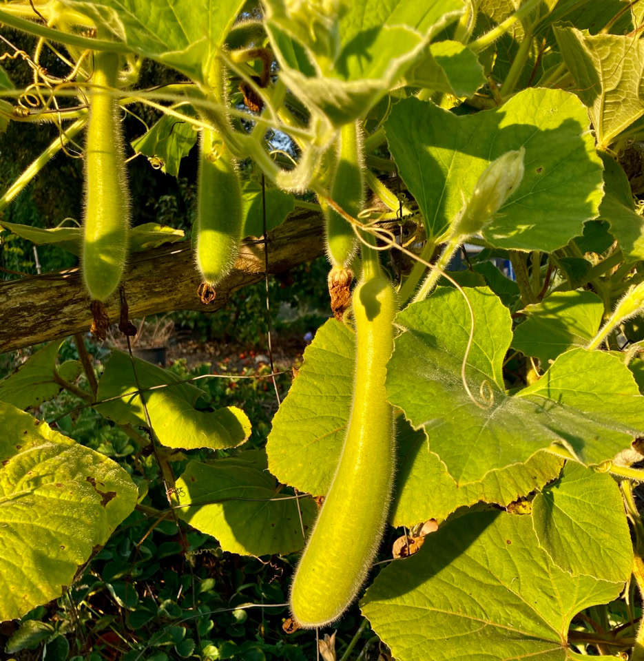 Haylan squash