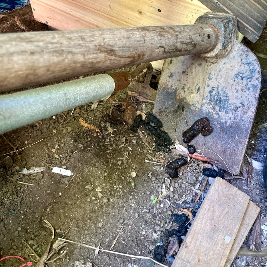 Hedgehog in garden shed - Туалет їжака в ящику інструментів