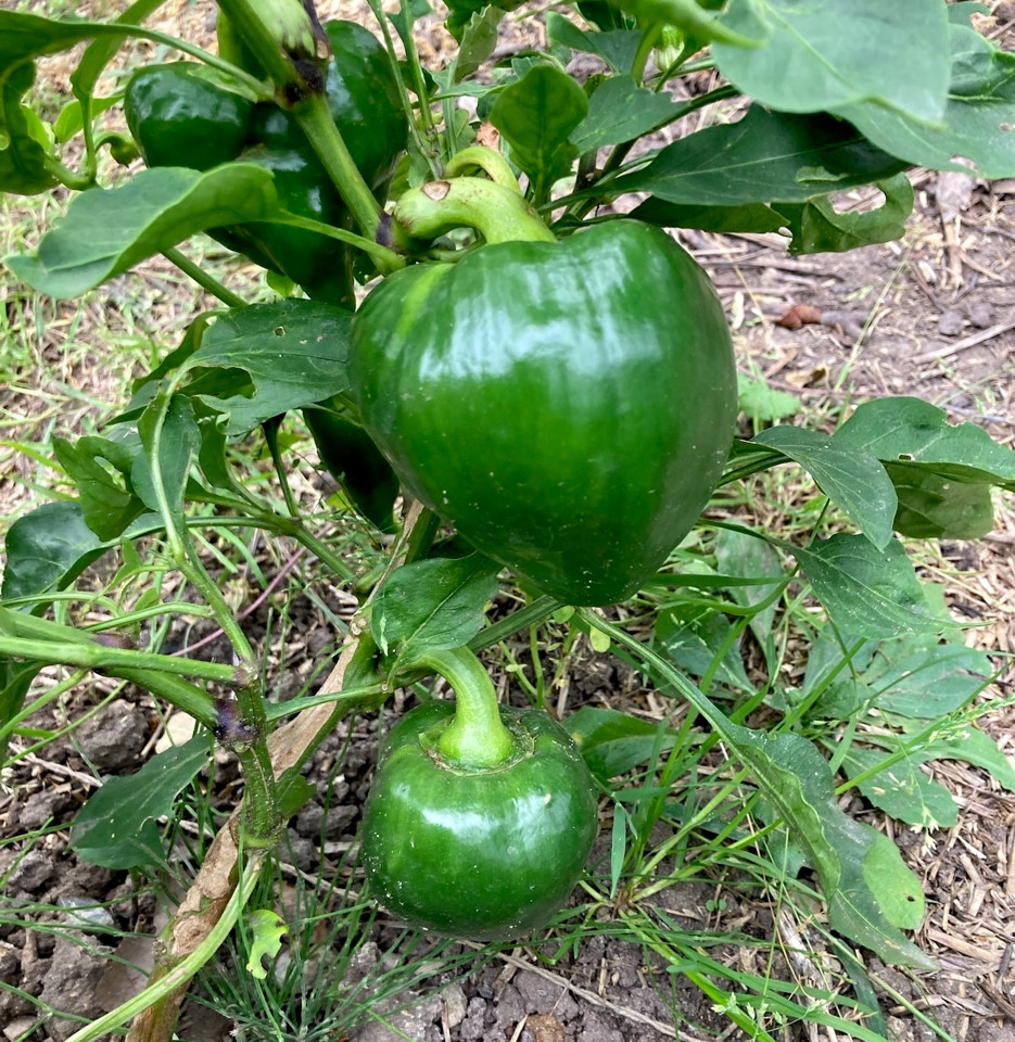 Pepper Lesya - Леся перці