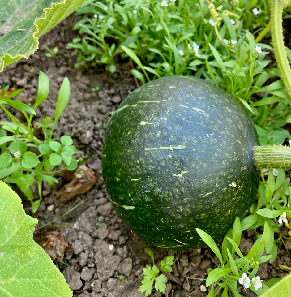 Hokkaido squash - Гарбуз Хоккайдо