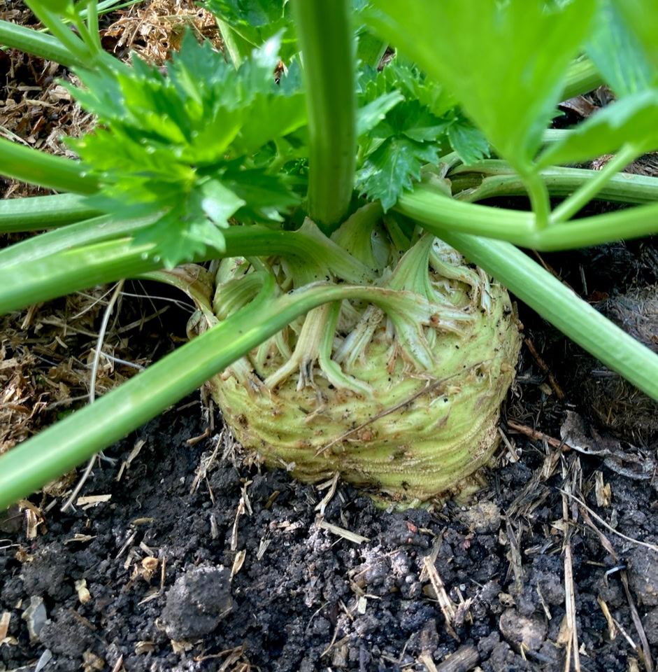 Celeriac - Селера 
