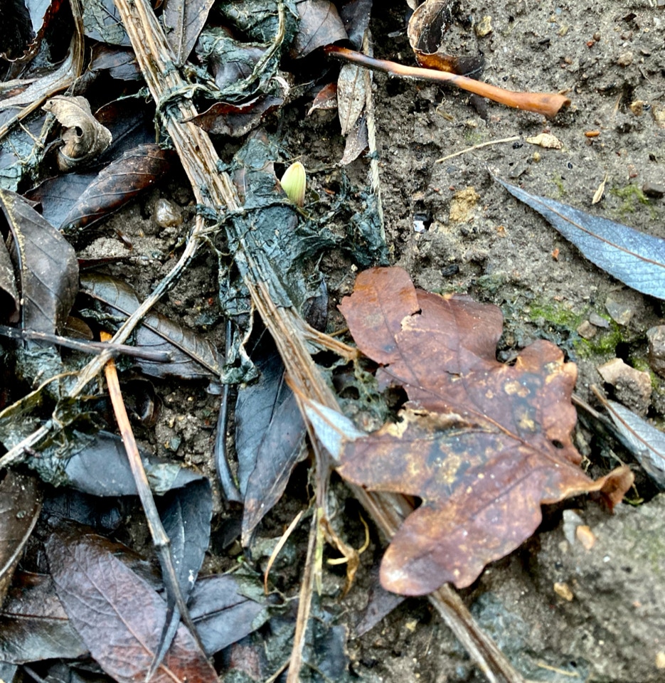 Garlic shooting january