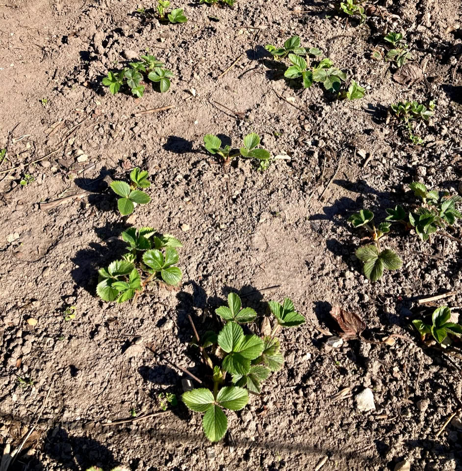 Organic Strawberry plants - Органічні рослини полуниці