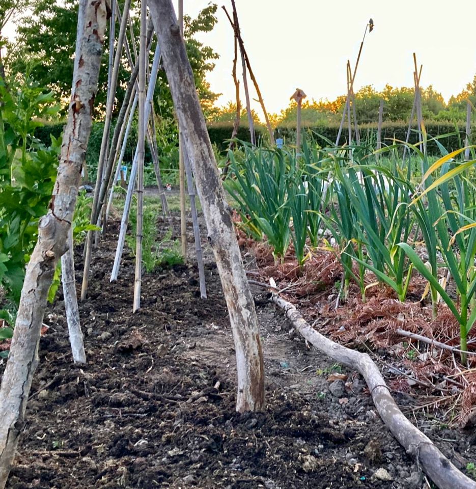 Bean towers bønne taarne climbing beans