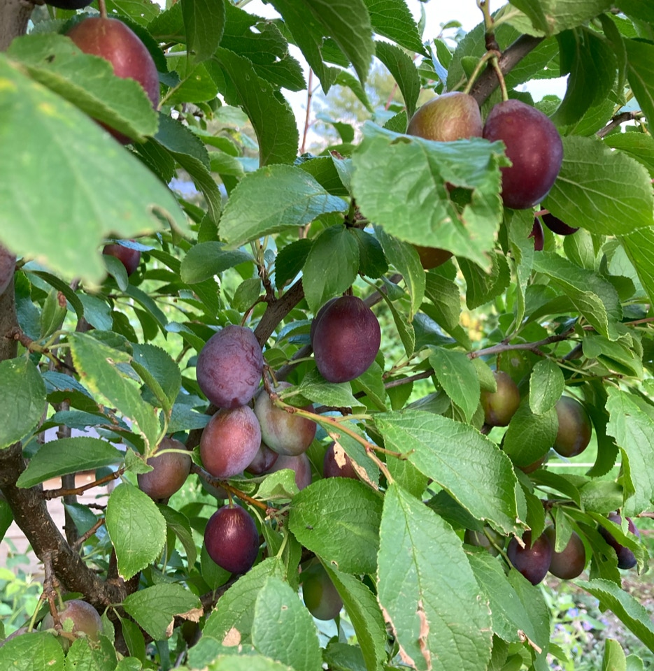 Reine Claude Althans blommer plums