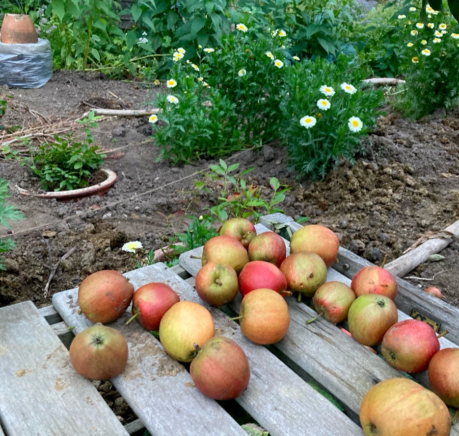aebler i have apples in garden 