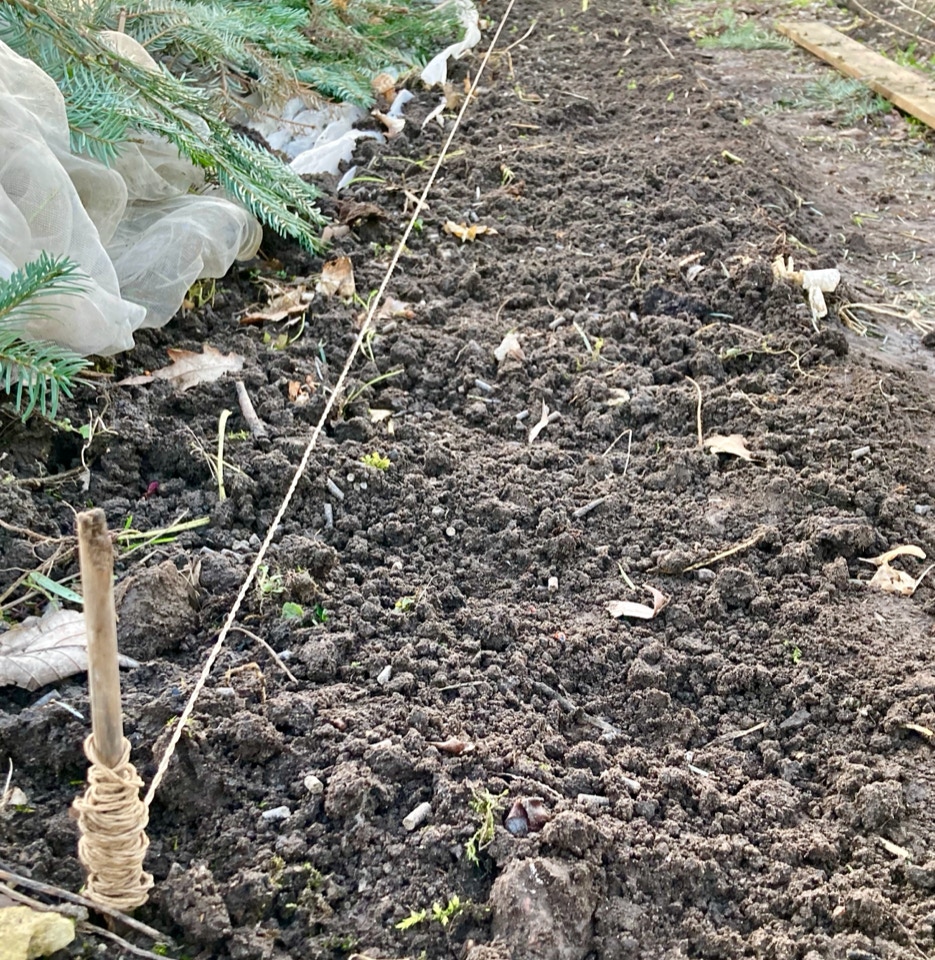 sået fava beans, sået hestebønner