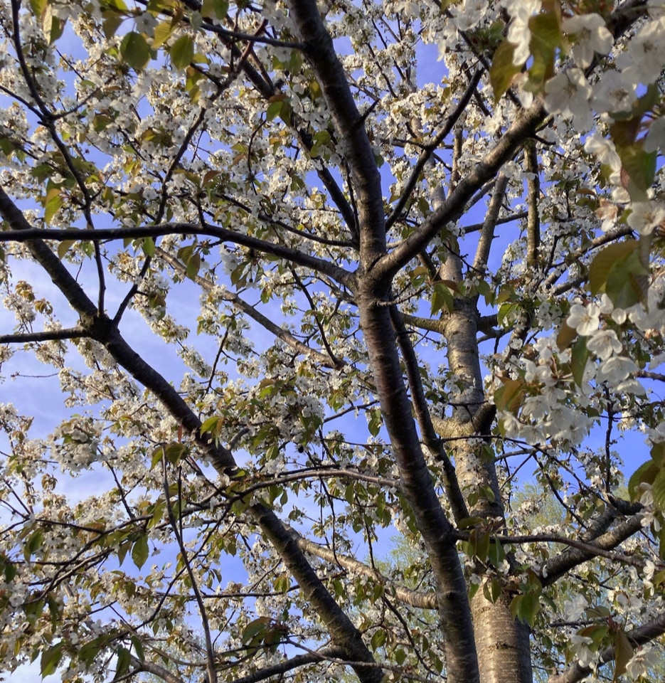 Kirsebaertrae cherry tree flowers
