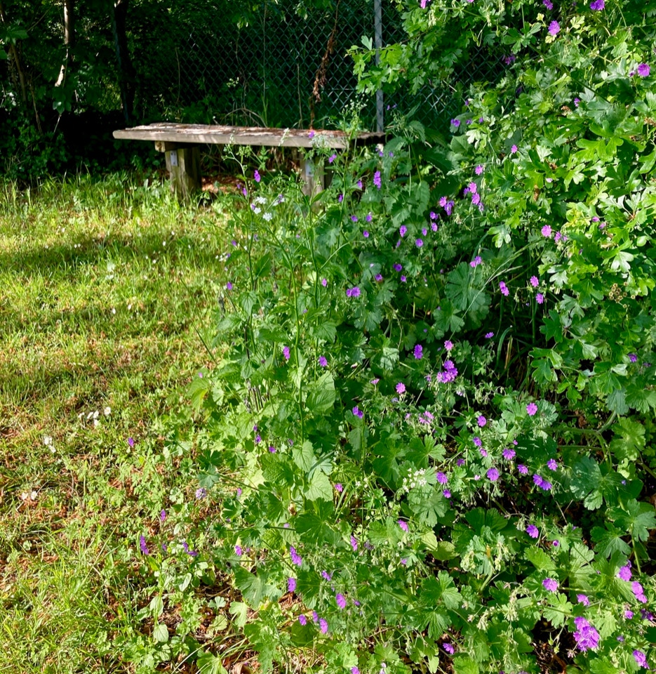 baenk geranium bench