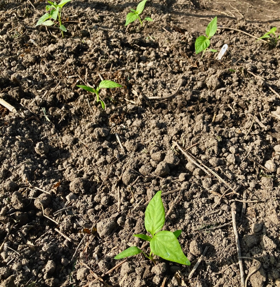 peberfrugt Pepper plants