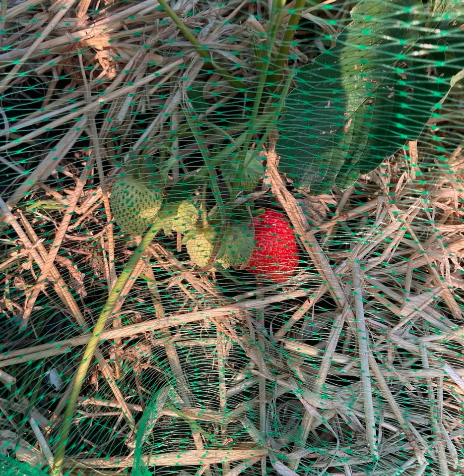jordbaer first strawberry