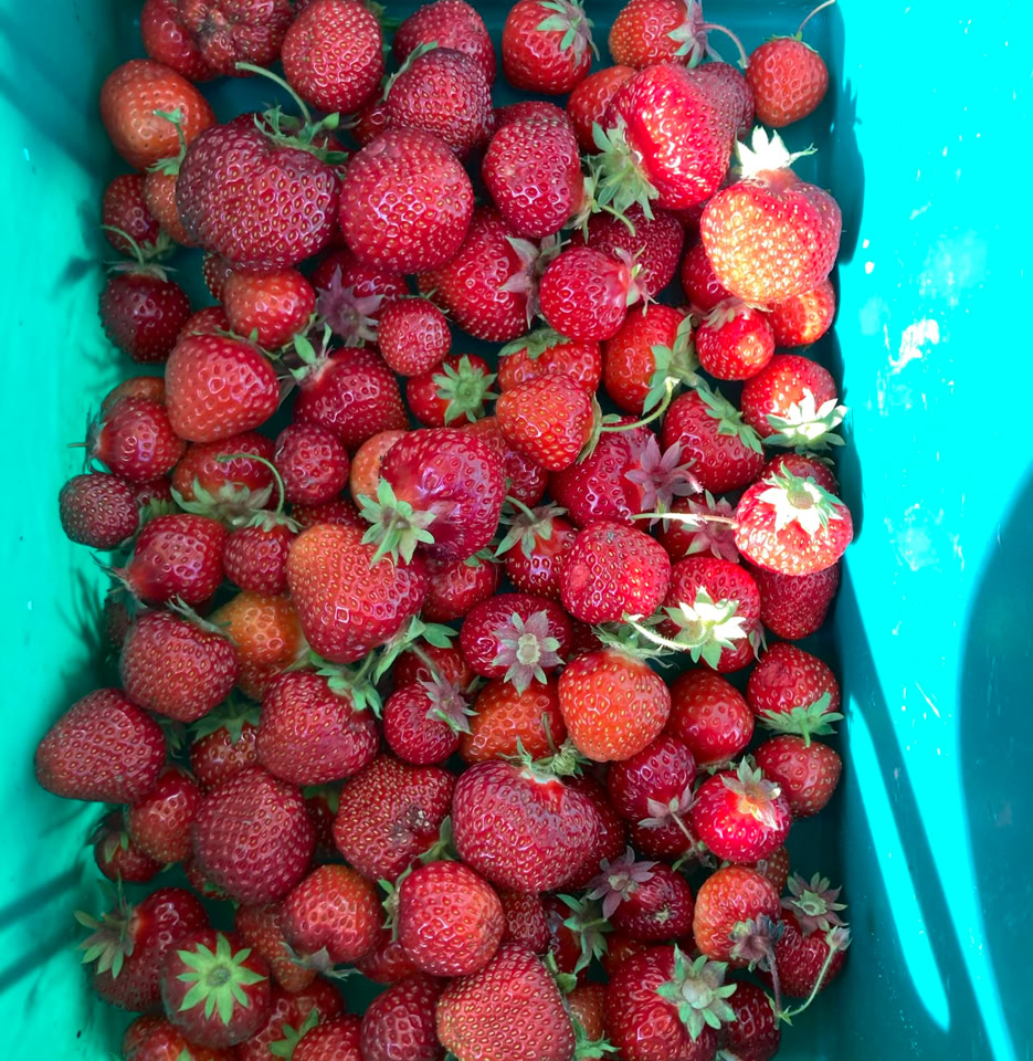 Jordbaer fresh strawberries