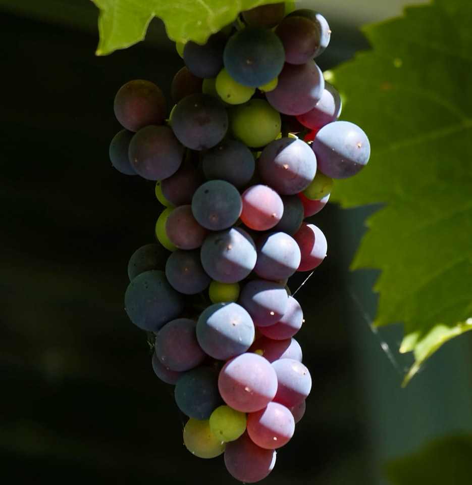 Grapes vine - Гроно винограду